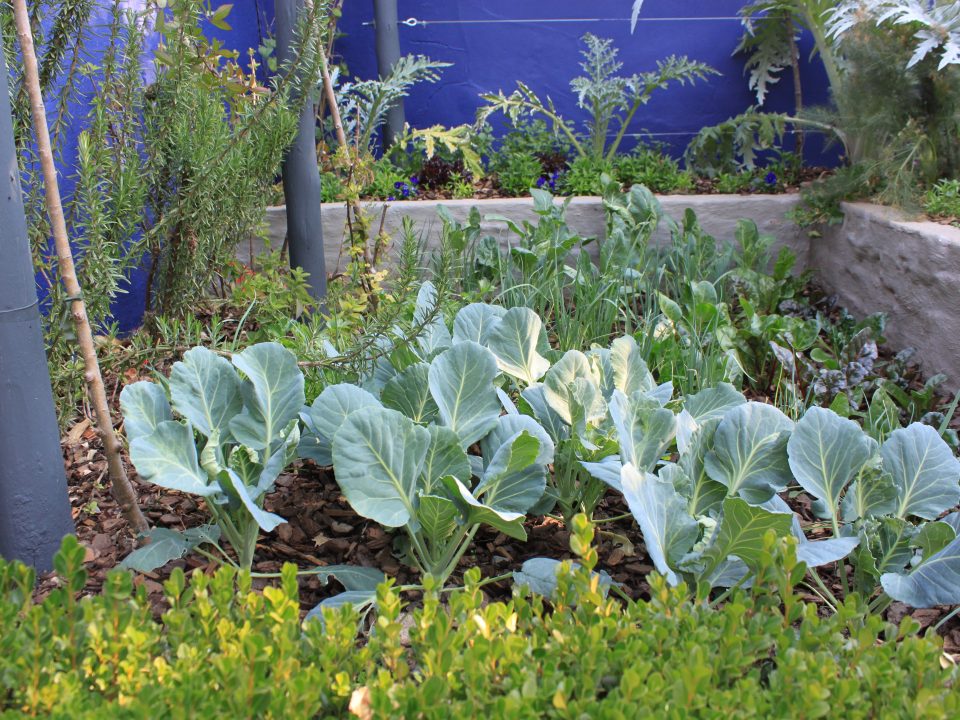 Food for Thought – Edible Garden