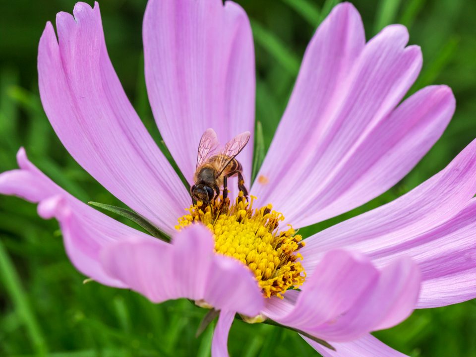 A Bee-friendly backyard